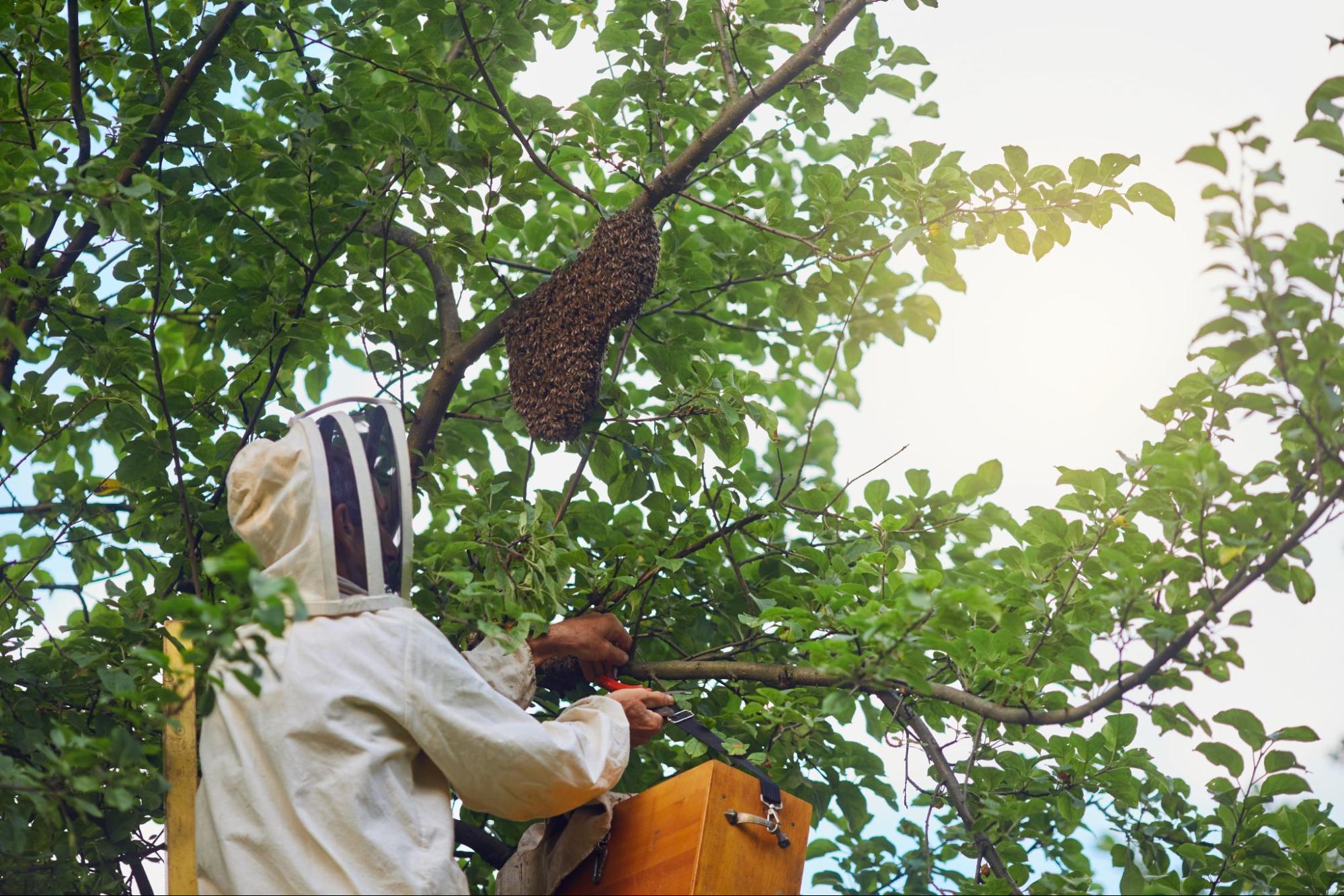 Beekeeper removing a bee swarm from a tree branch, illustrating safe bee pest control methods