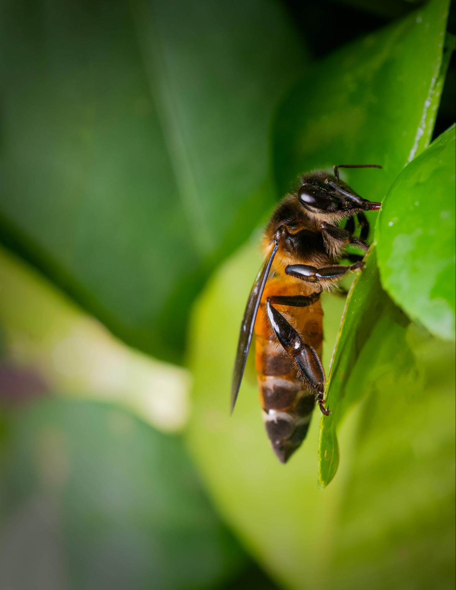 Close-up of a bee on a green leaf, commonly seen in bee pest control inspections