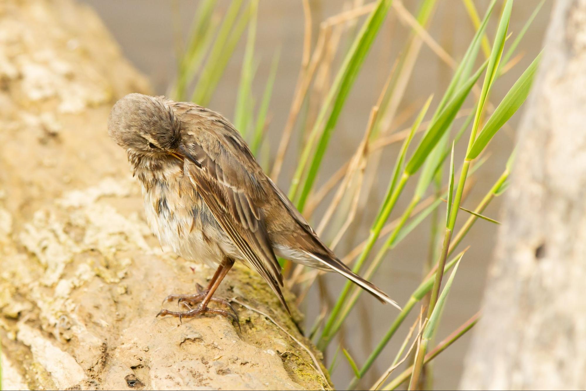 Brown bird cleaning feathers near reeds, illustrating natural pest control for birds in wetland areas