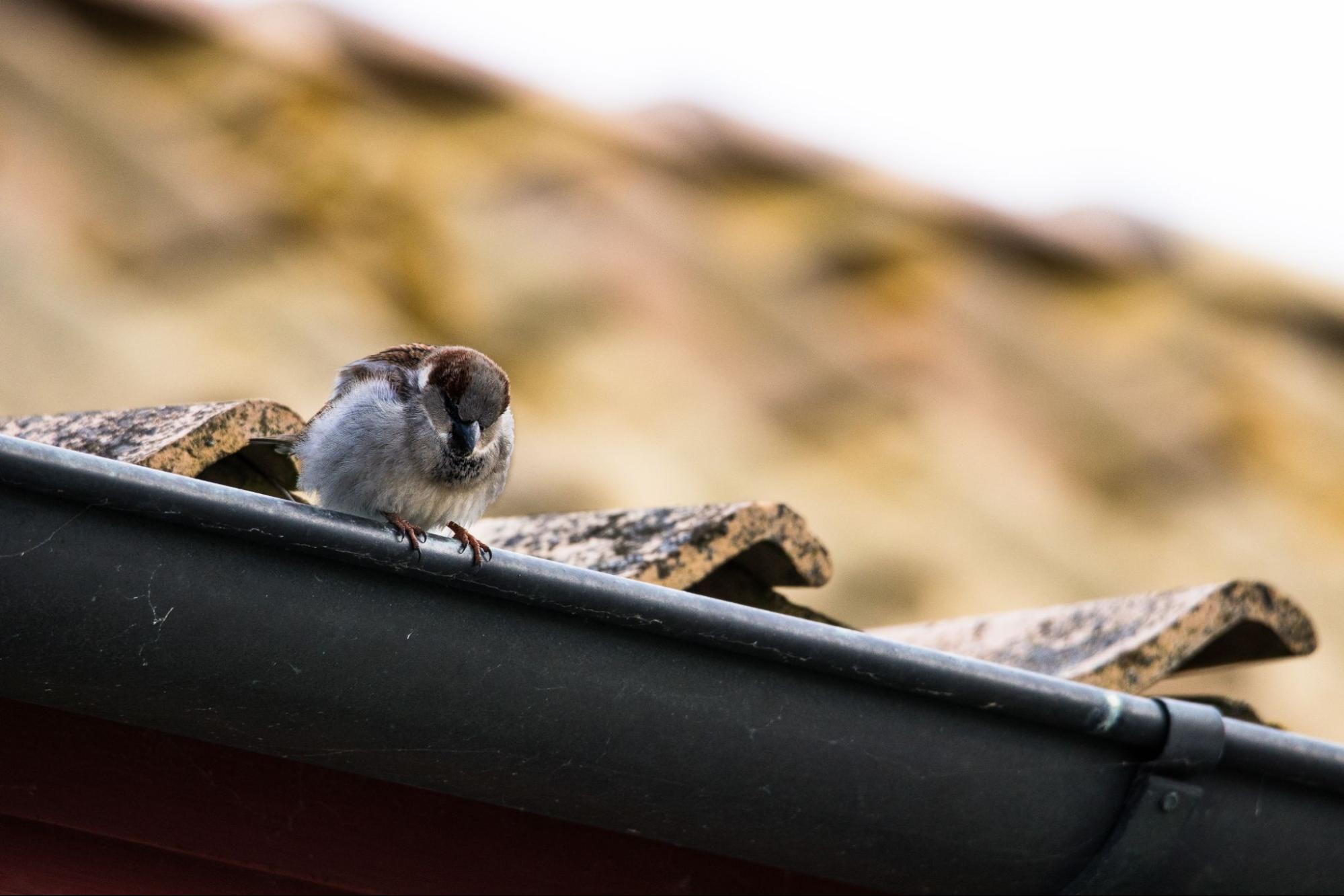 Sparrow sitting on a house gutter, a common target for pest control for birds