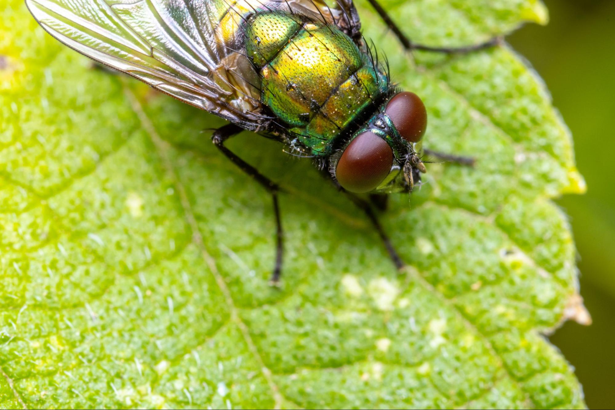 Green bottle fly on a leaf, often targeted in pest control for flies around homes and gardens