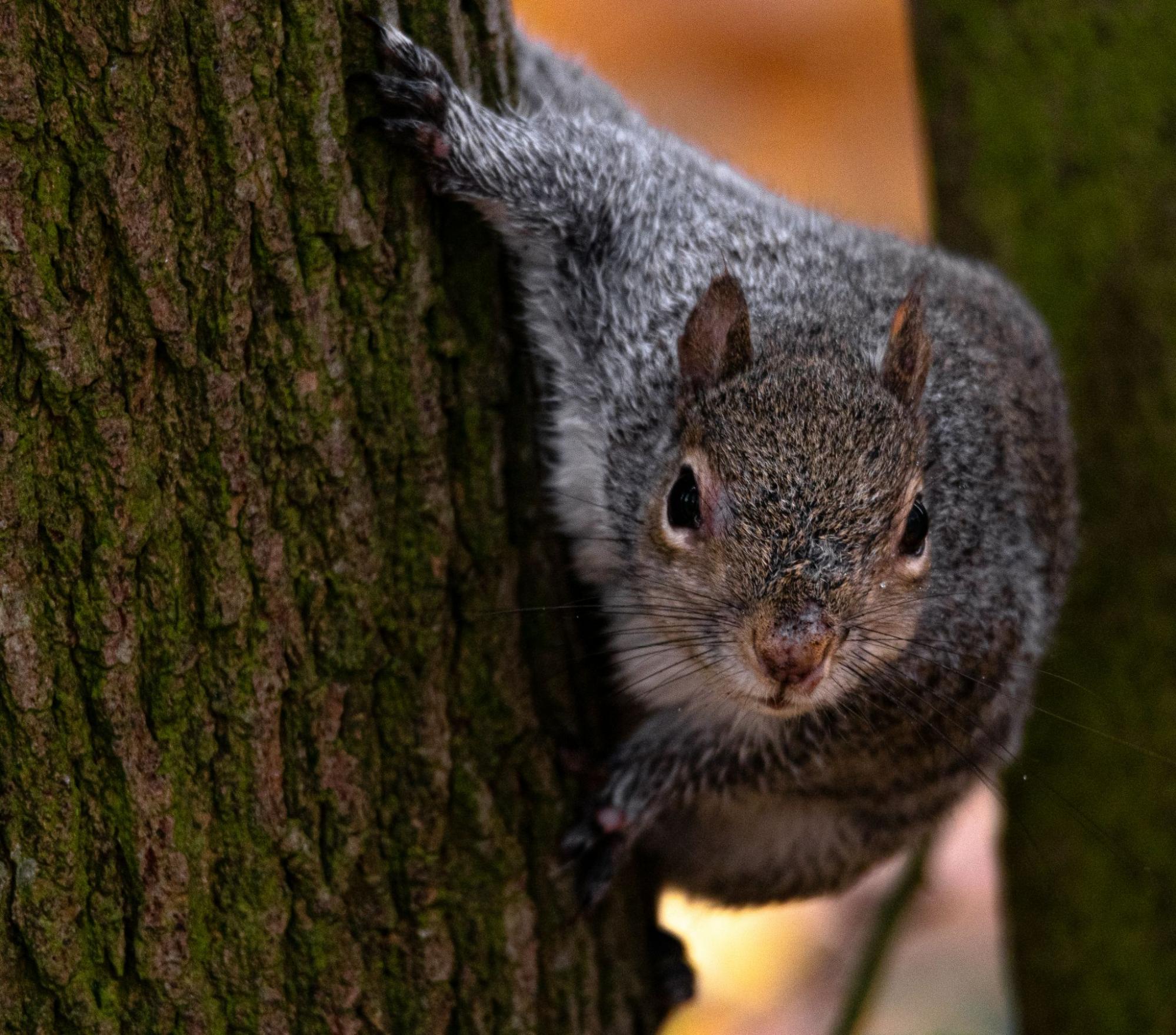 Possum climbing tree near home highlighting need for possum pest control services