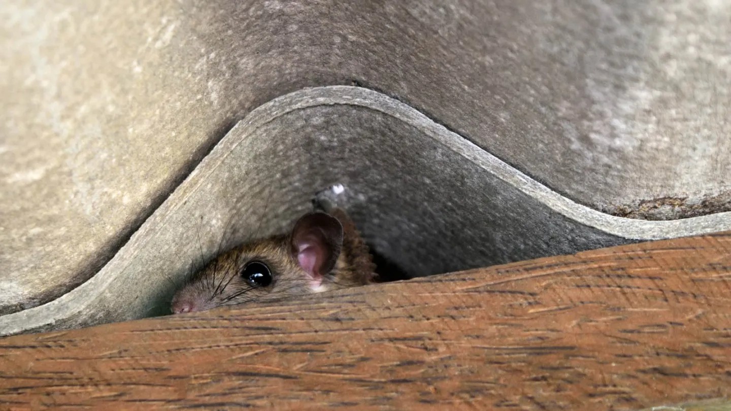Rat hiding in attic insulation before pest control for rats and mice removal