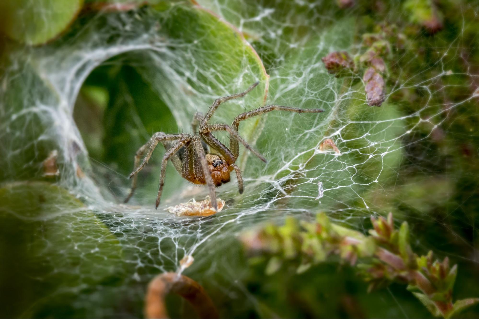 Sydney funnel-web spider example highlighting need for professional spider pest control