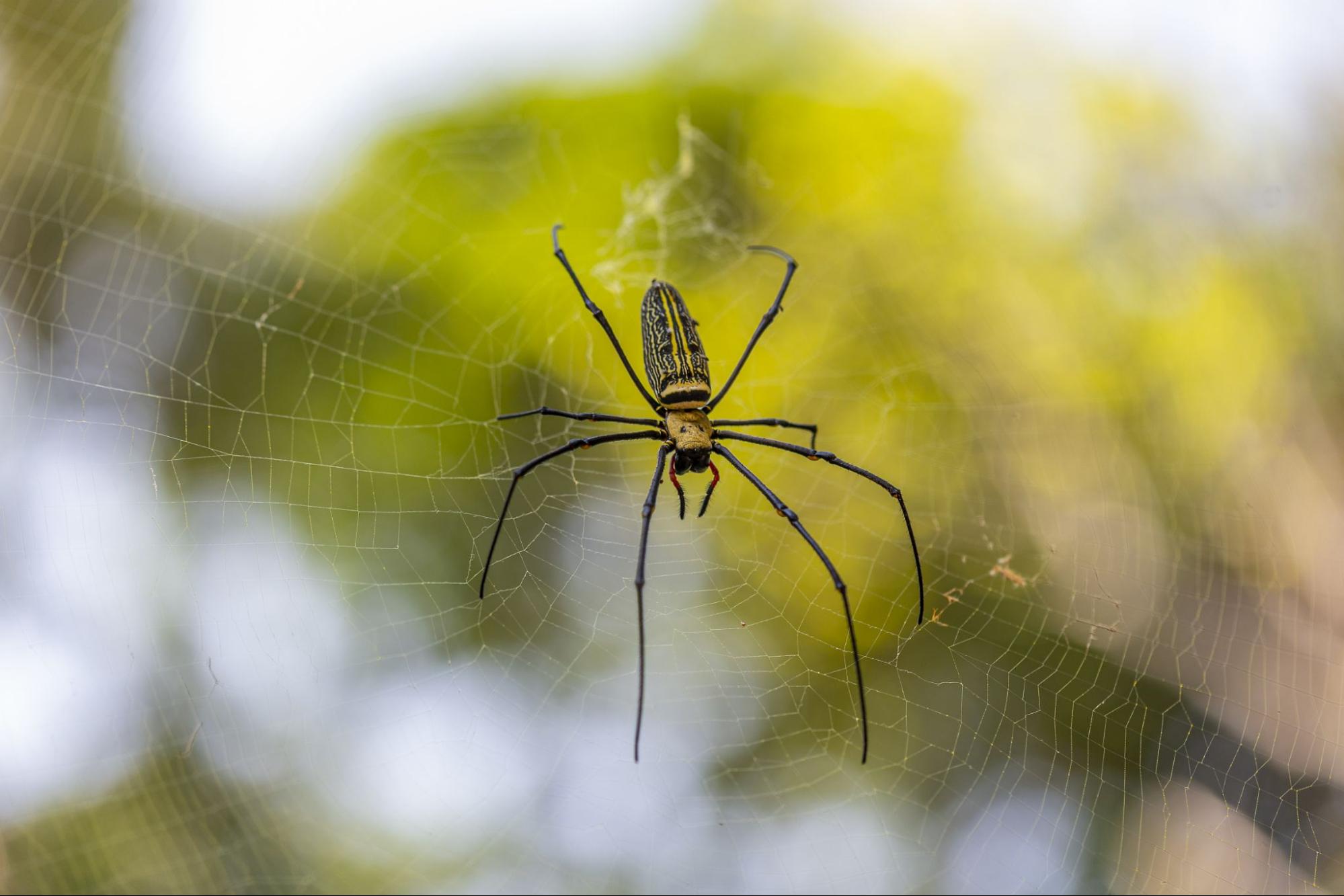 Spider removal in Sydney with technician treatments focus on spiders nesting around homes and gardens