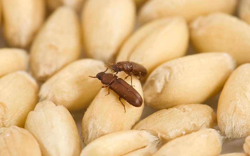 Close-up of weevils on stored seeds highlighting need for stored product pests contro