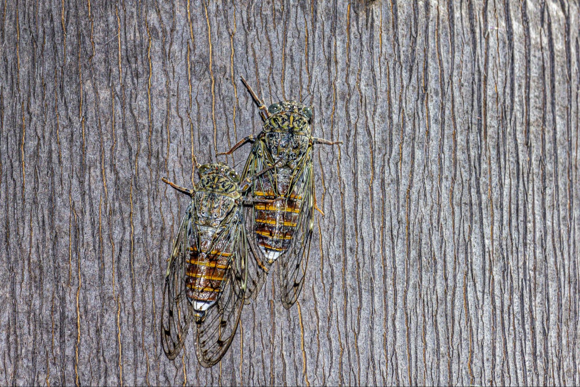 Cicadas wasps resting on tree bark before wasp pest control Sydney inspection